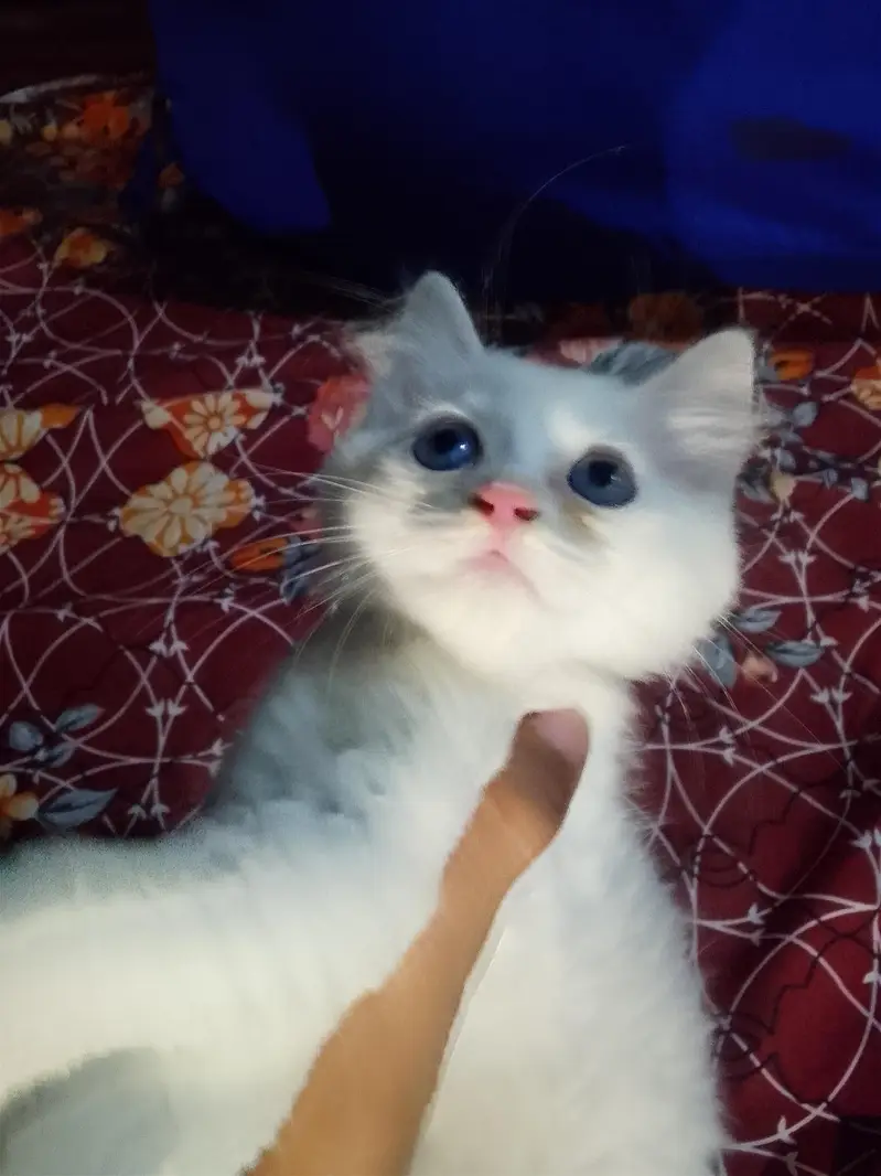 Persian kitten for sale age 1.5 month blue eyes — photo 4