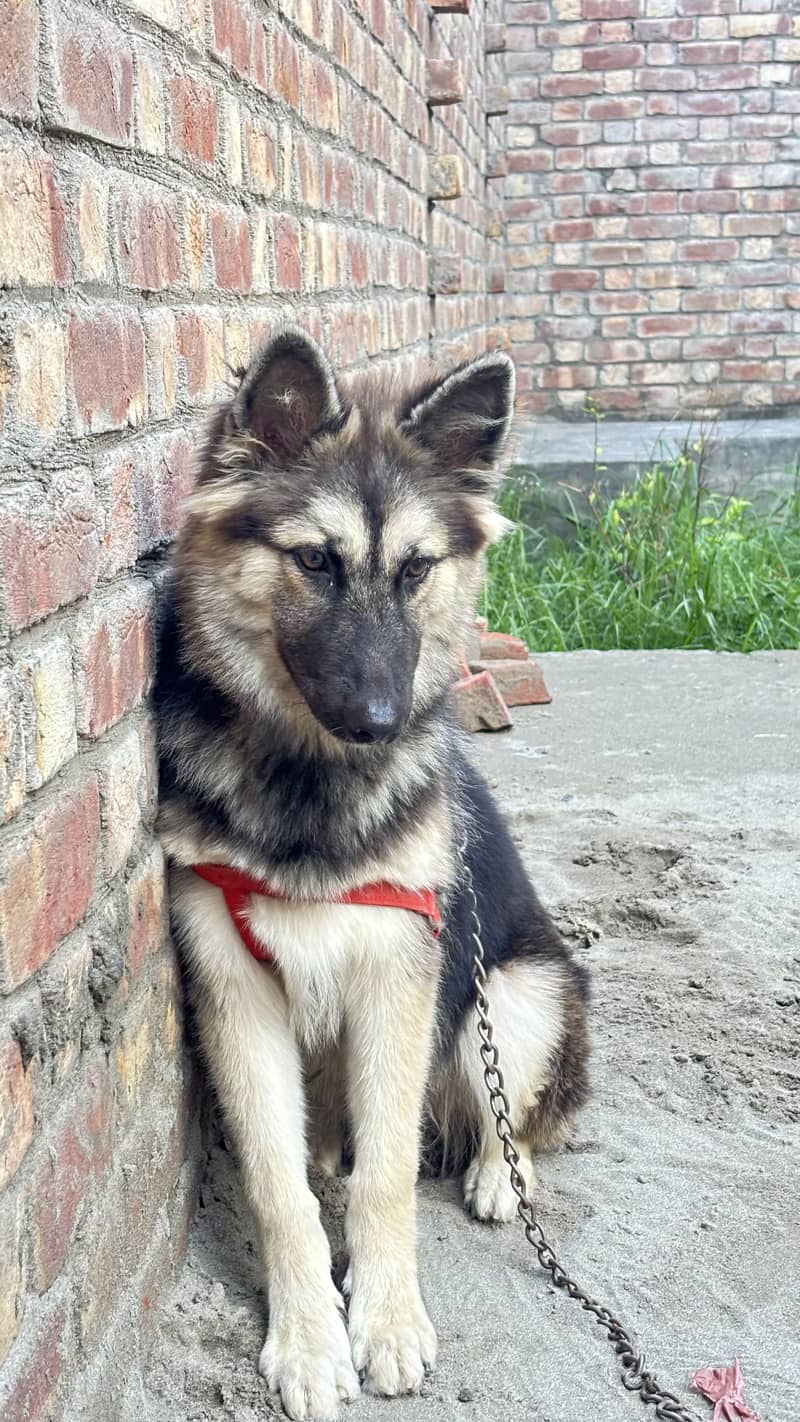 German shepherd 0