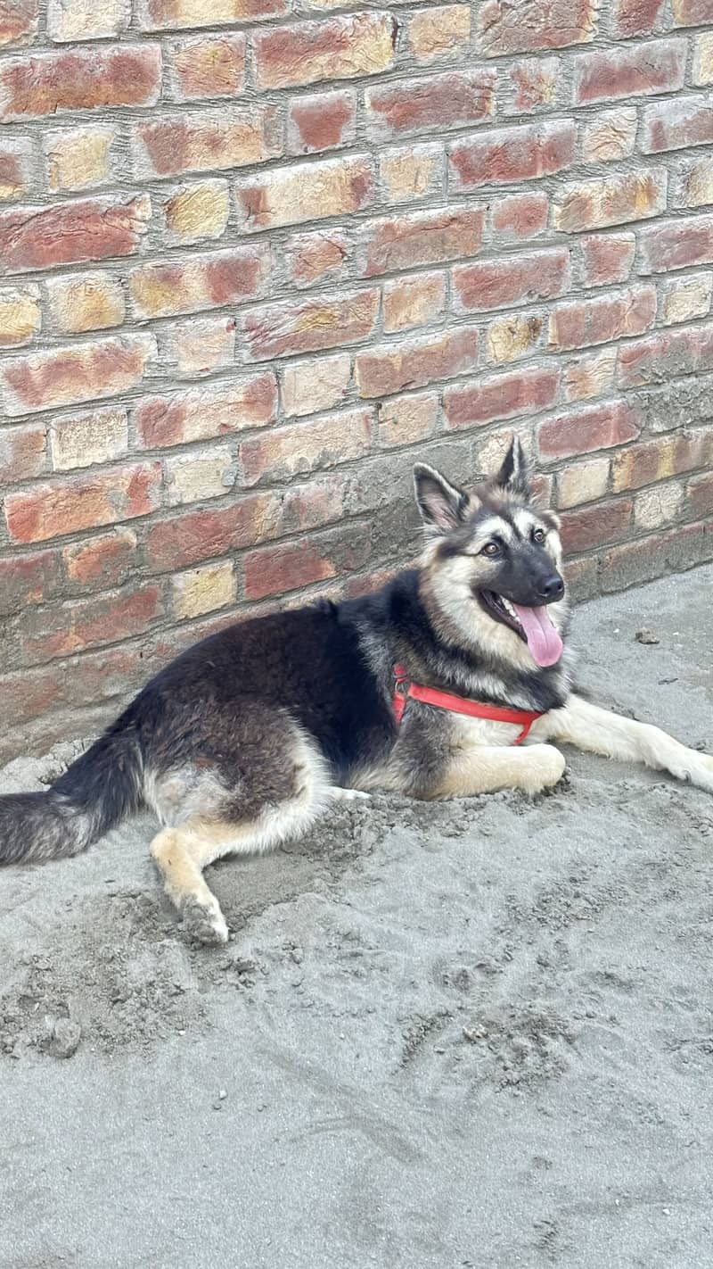 German shepherd 1