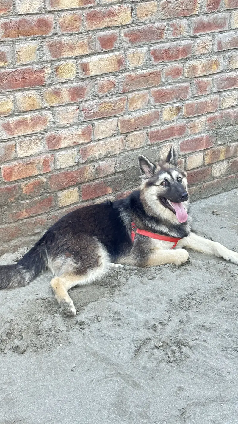 German shepherd — photo 2