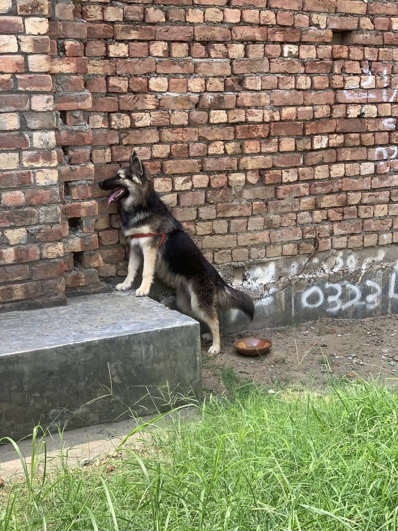 German shepherd 2