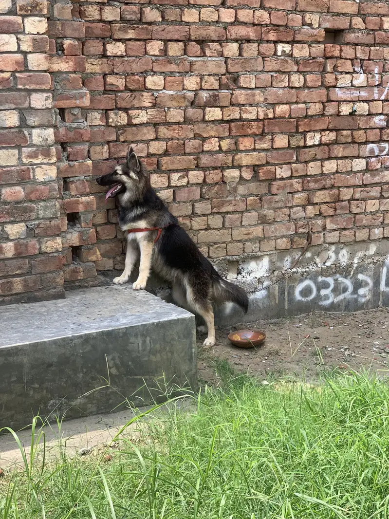 German shepherd — photo 3