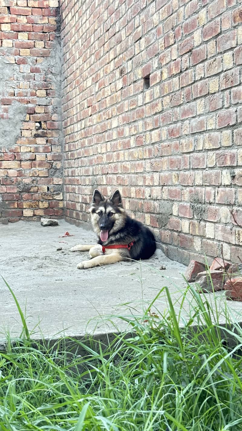 German shepherd 3