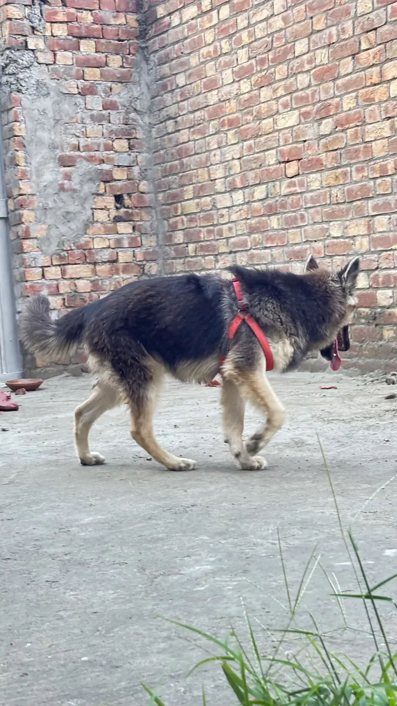 German shepherd — photo 5