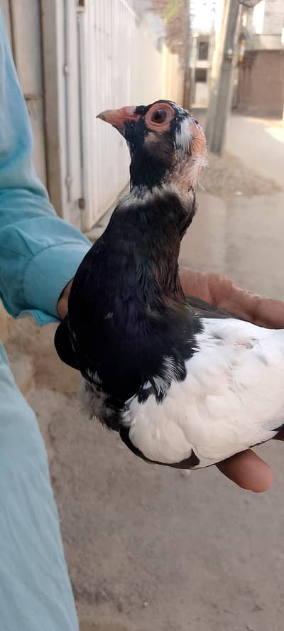 Kali Maine kabutari for sale serious buyer