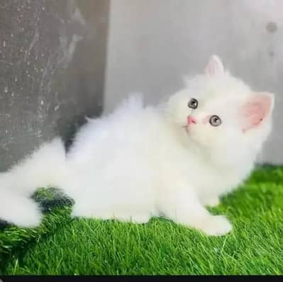 Russian cat blue eyes triple coated pure white 1.5months