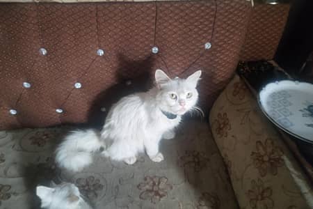 white persian cat