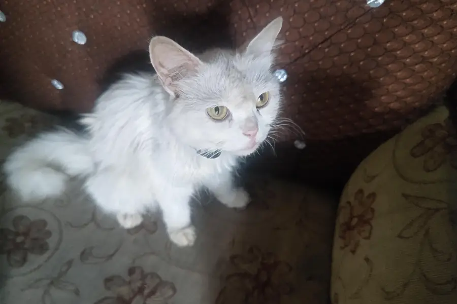 white persian cat — photo 2