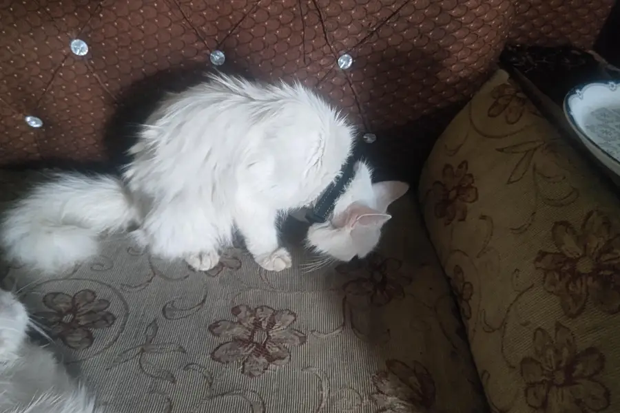 white persian cat — photo 3