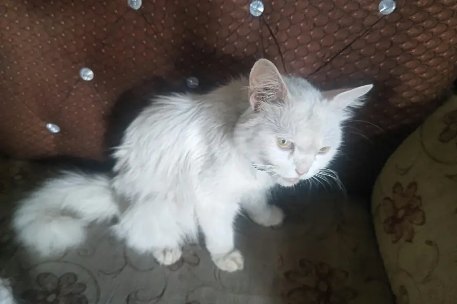 white persian cat — photo 4