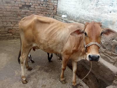 Jersey cross cow