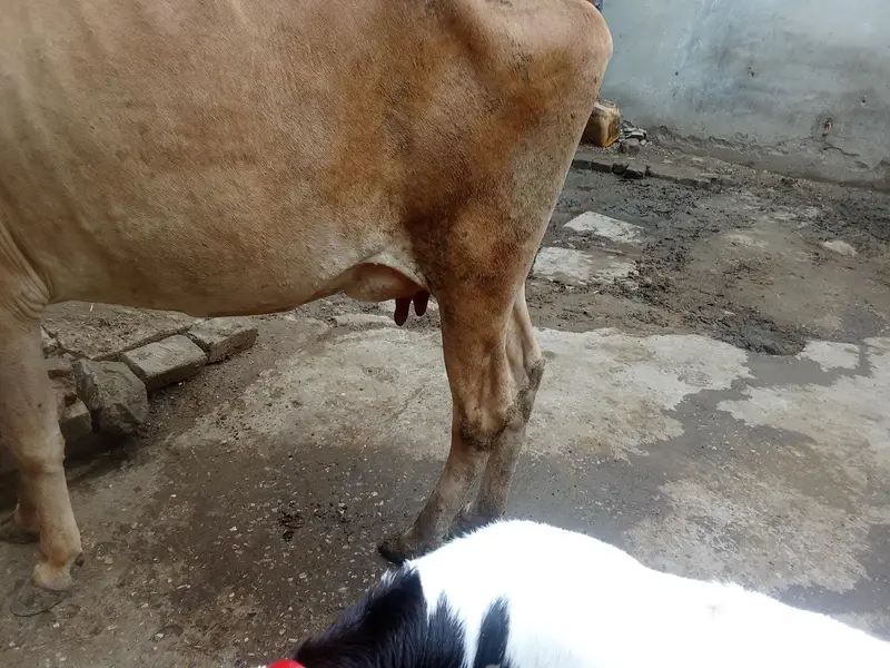 Jersey cross cow — photo 2