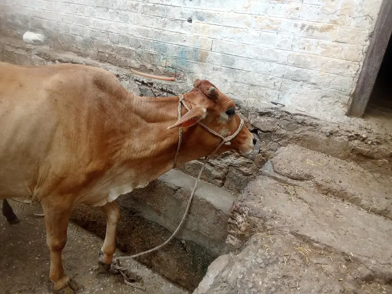Jersey cross cow — photo 3