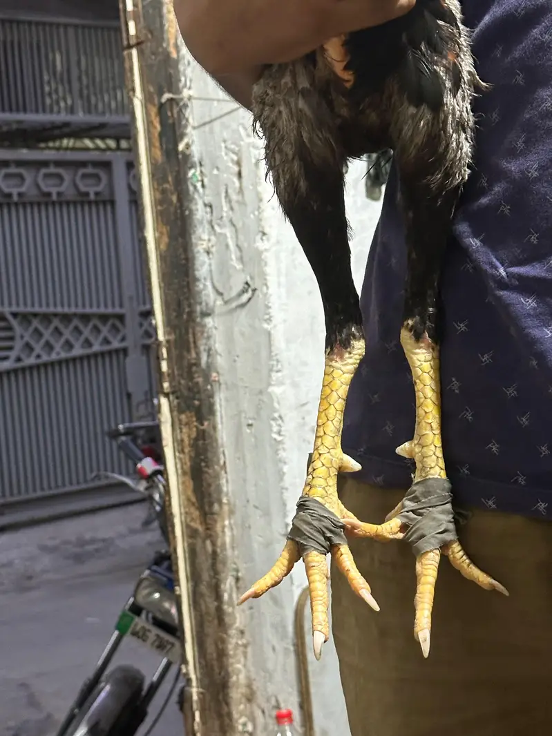 aseel patha — photo 3