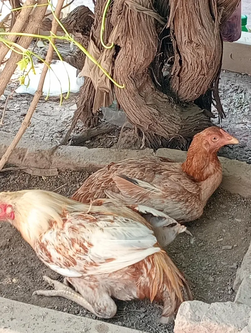 Aseel Mainwali — photo 4