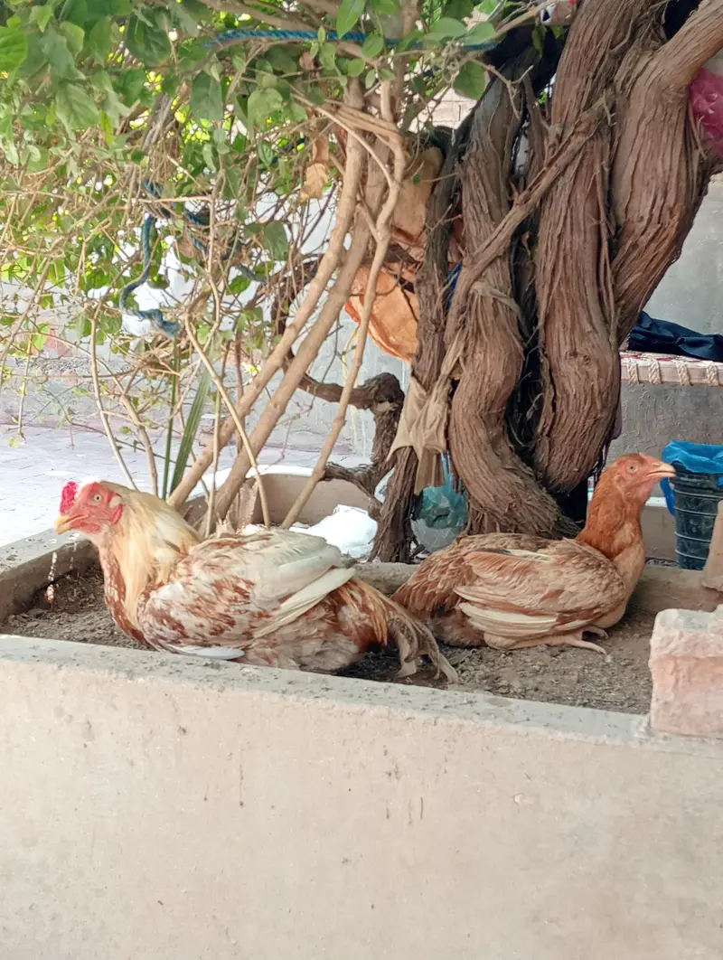 Aseel Mainwali — photo 5