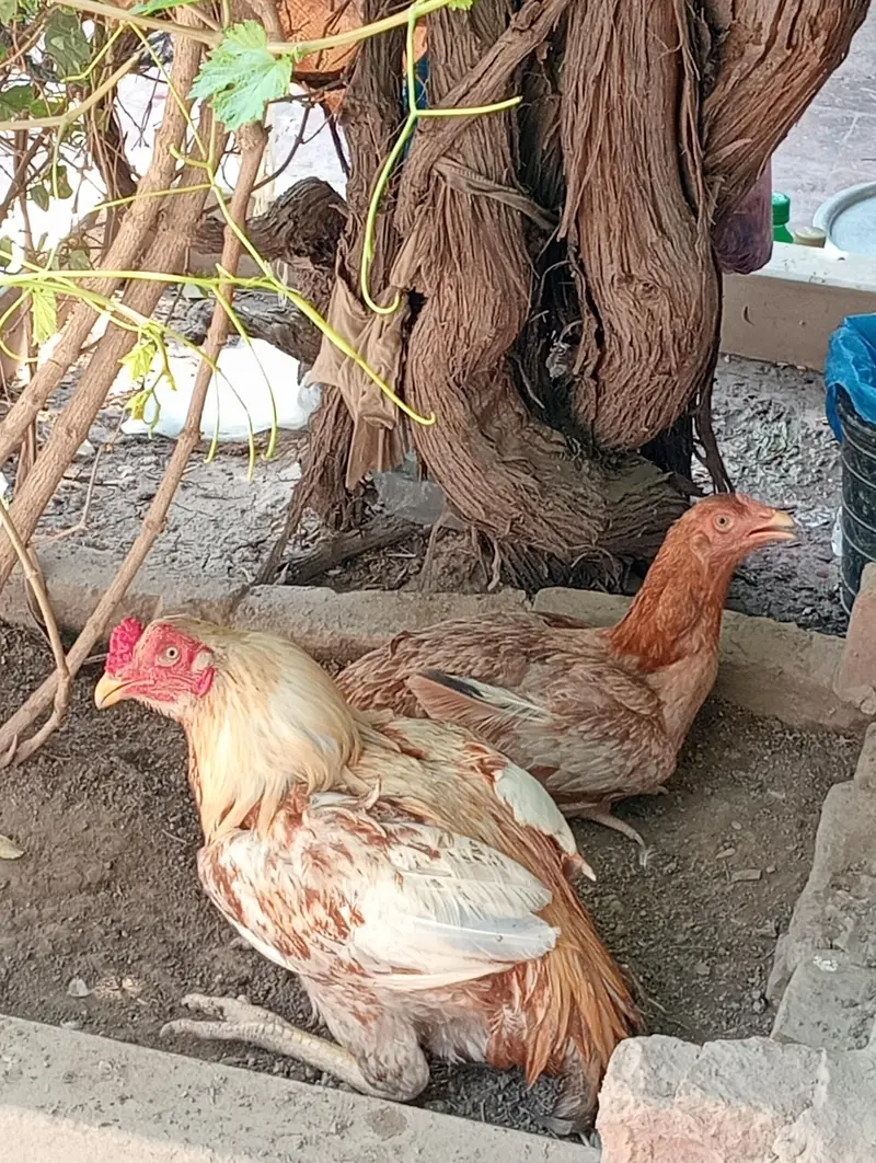 Aseel Mainwali — photo 6