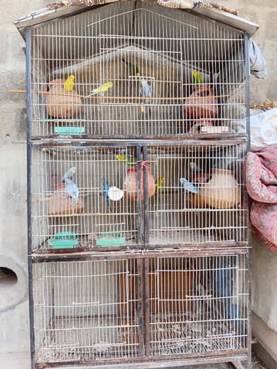 bujri totay with cage