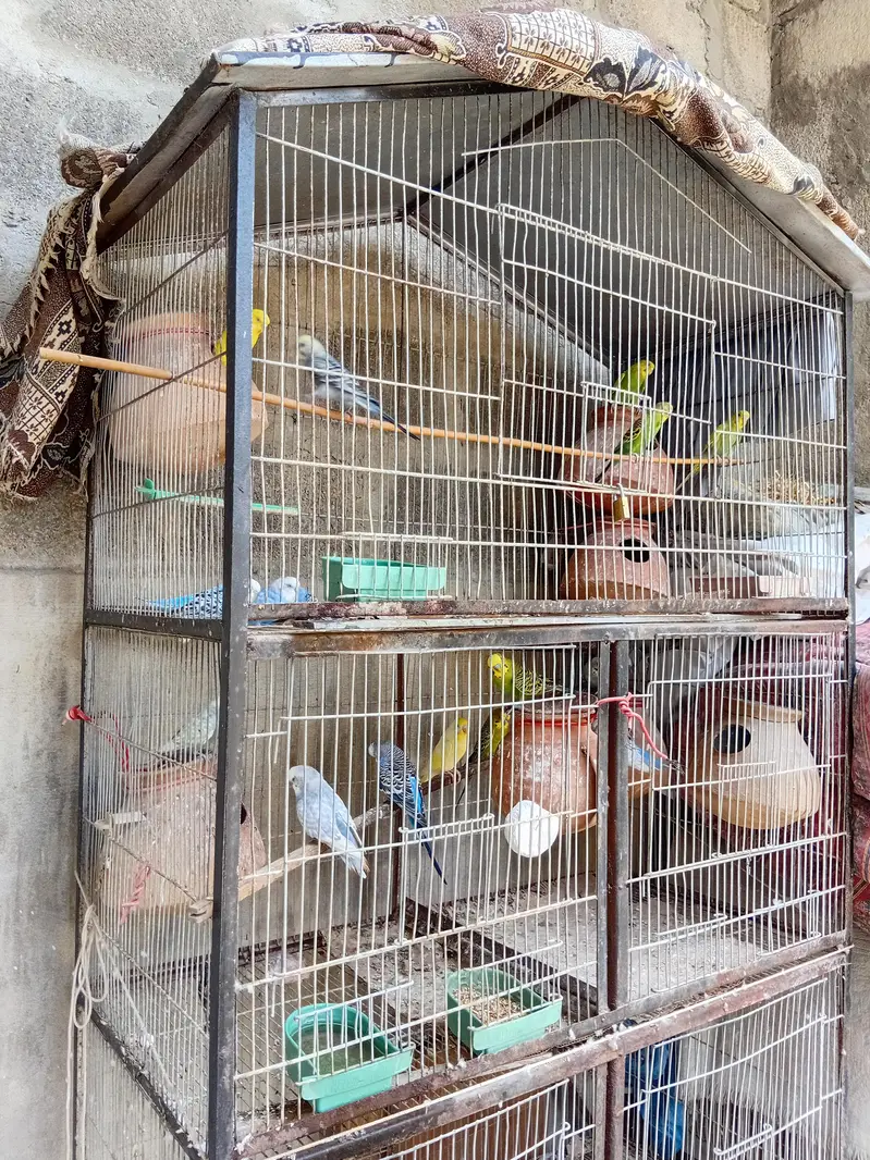 bujri totay with cage — photo 2