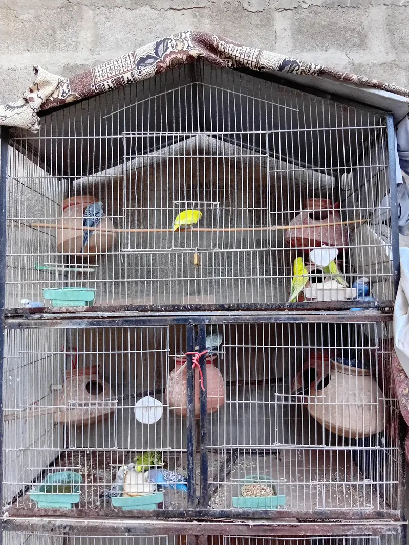 bujri totay with cage — photo 3