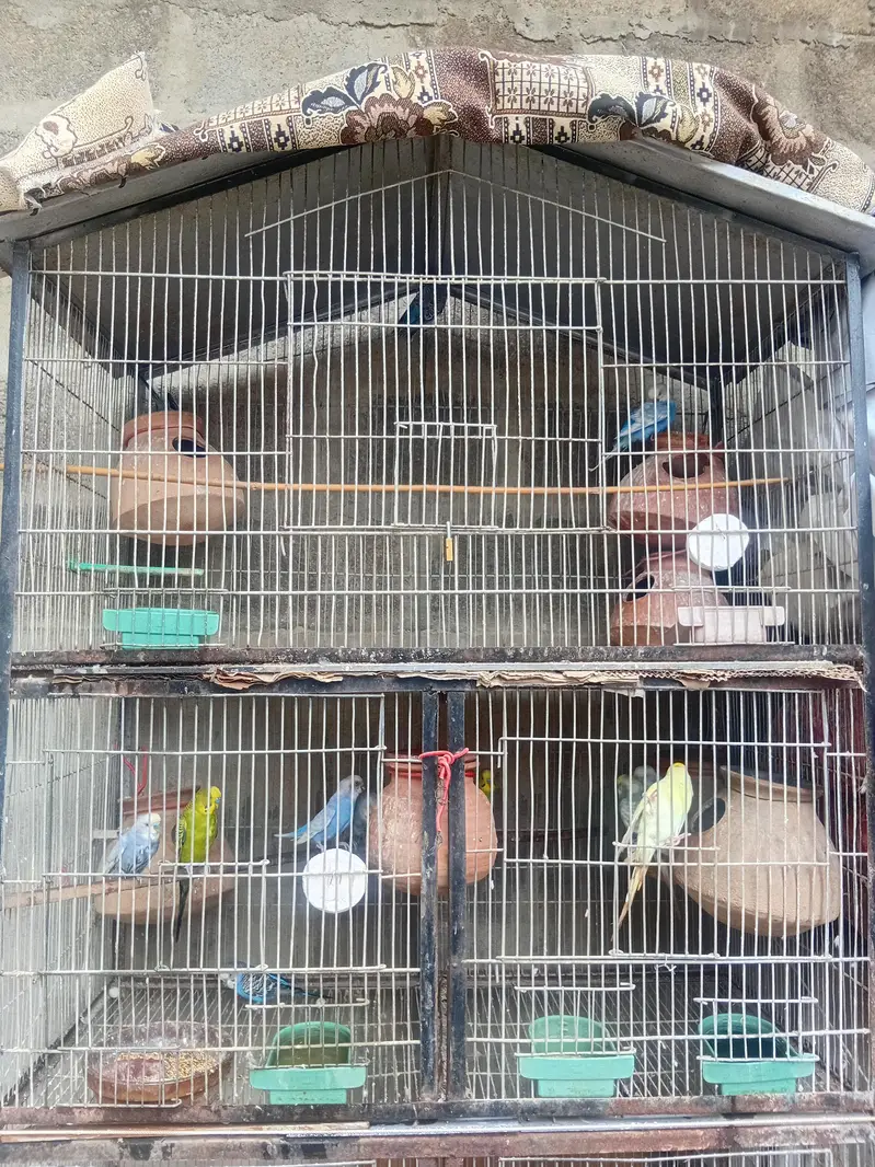 bujri totay with cage — photo 4