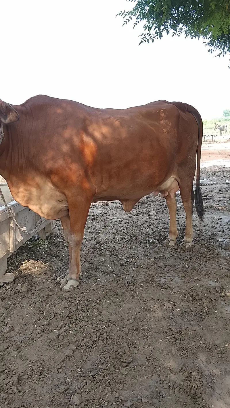 Mix Cow — photo 2