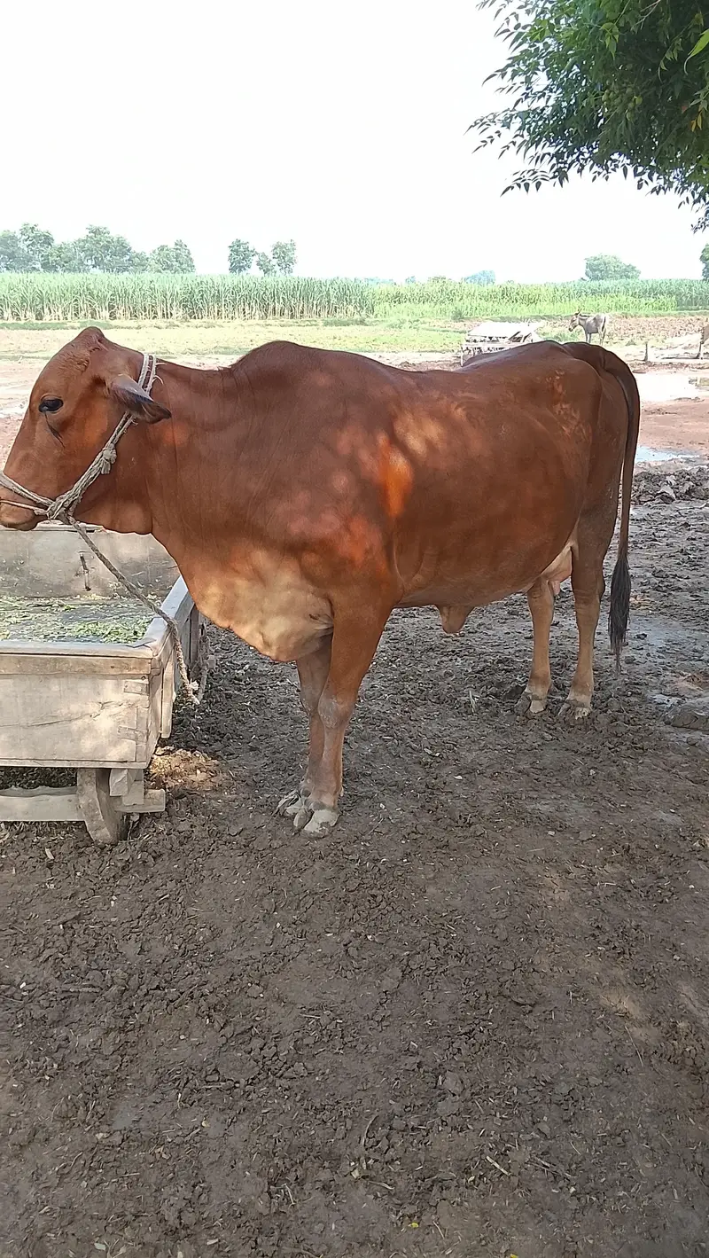 Mix Cow — photo 3