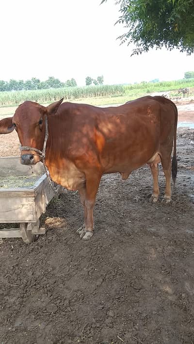 Mix Cow