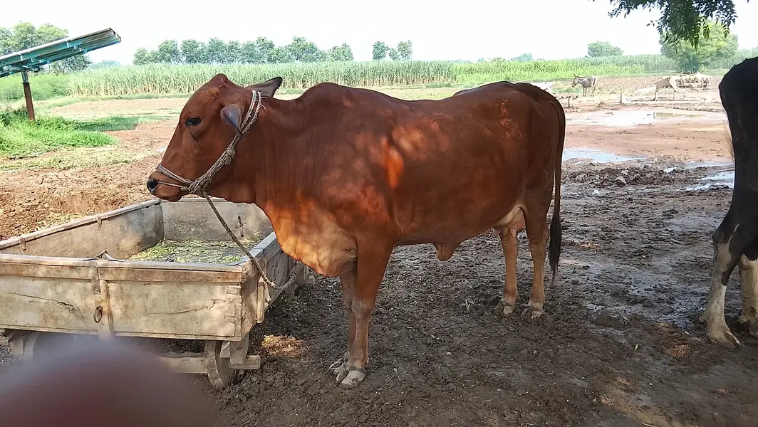 Mix Cow — photo 4