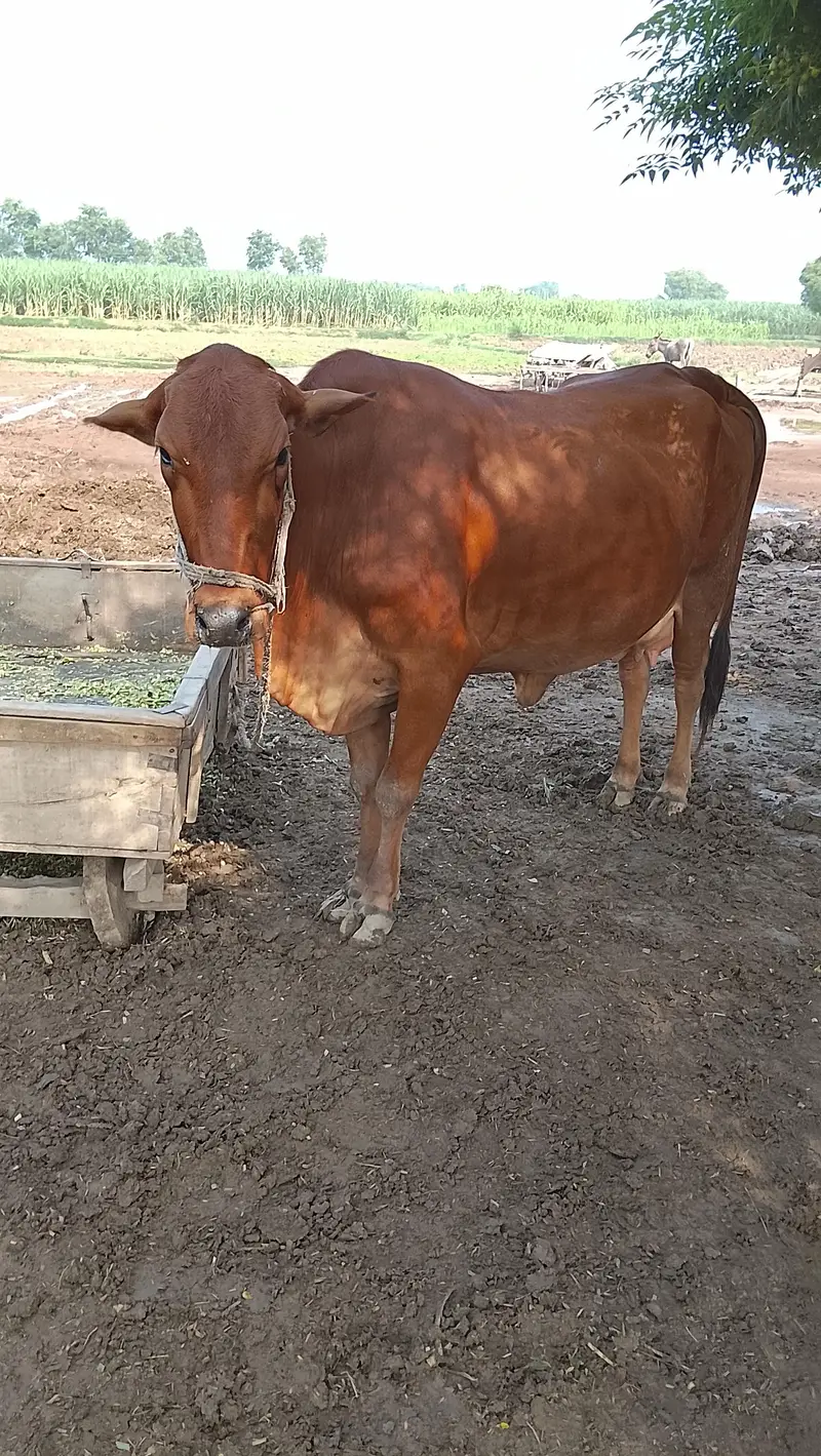 Mix Cow — photo 5