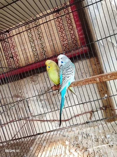 Exhibition Budgie and cages