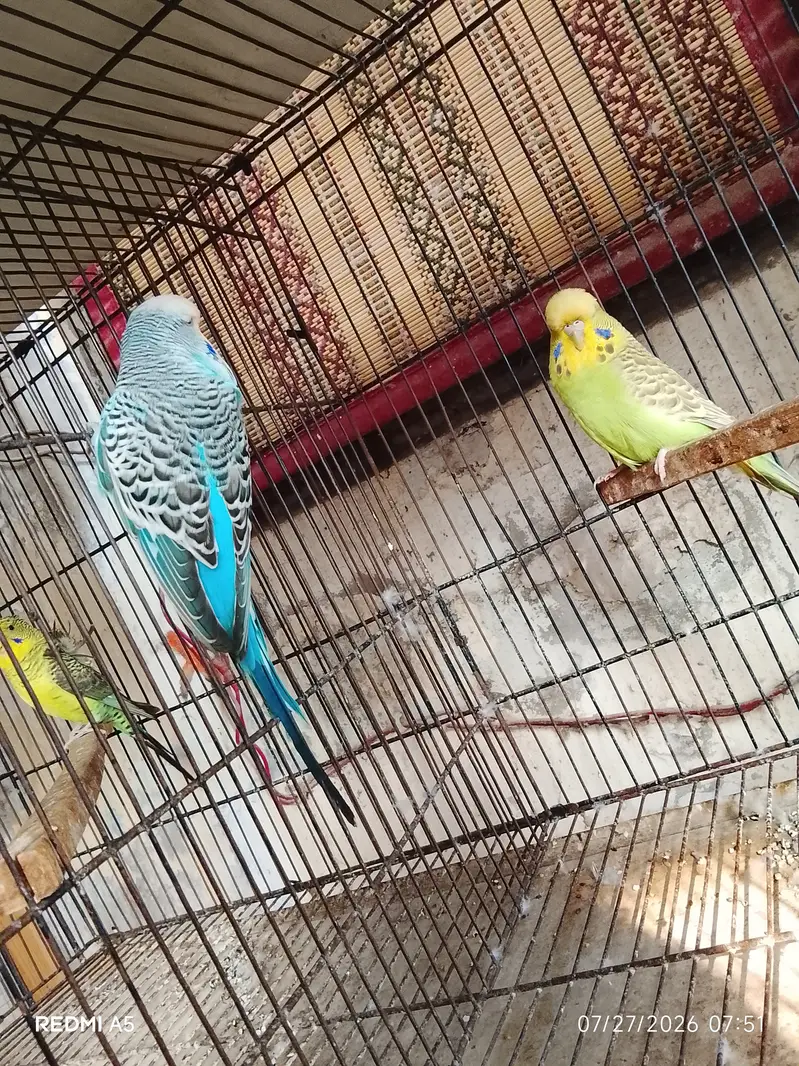 Exhibition Budgie and cages — photo 2