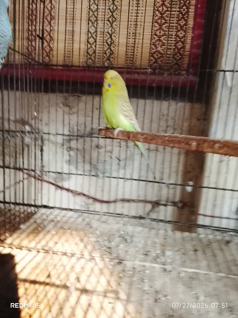 Exhibition Budgie and cages — photo 3