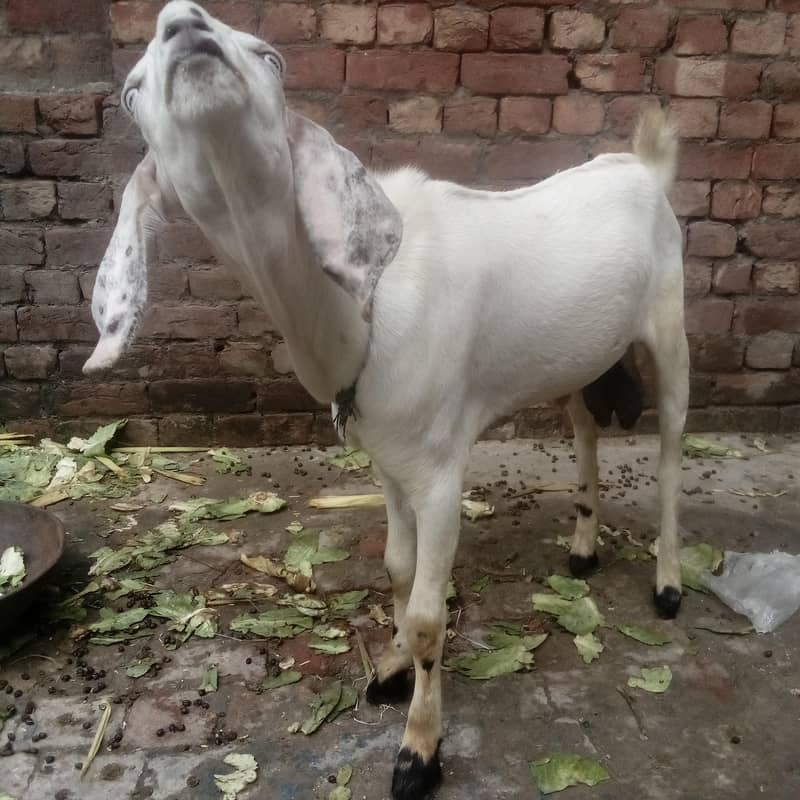 Desi bakra 2 6
