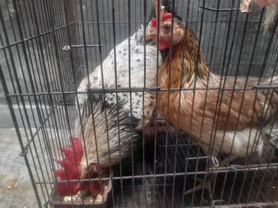 Hen and Rooster of 6 months with big black cage in 5000