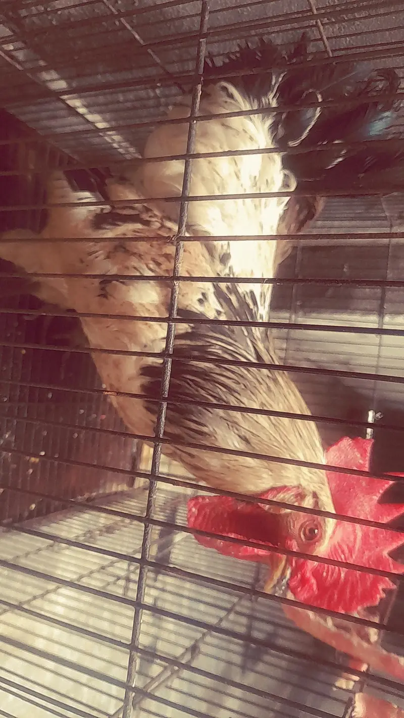 Hen and Rooster of 6 months with big black cage in 5000 — photo 2
