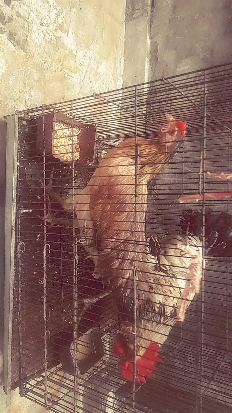Hen and Rooster of 6 months with big black cage in 5000 — photo 3