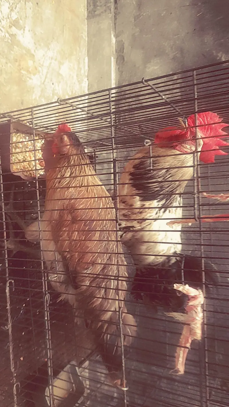 Hen and Rooster of 6 months with big black cage in 5000 — photo 4