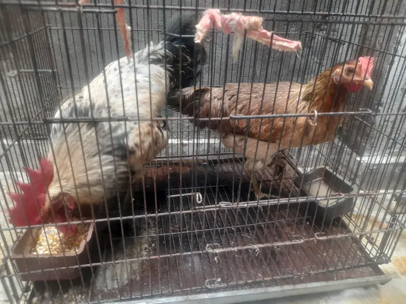 Hen and Rooster of 6 months with big black cage in 5000 — photo 5