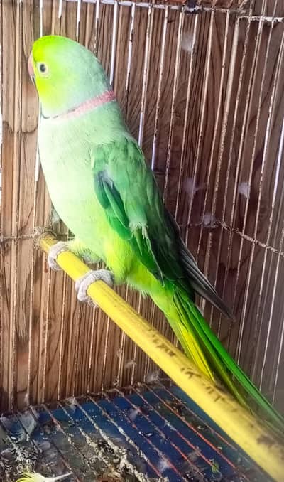 healthy active talkative parrot best for female to bread