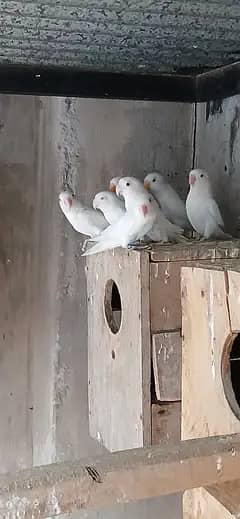 albino lovebird