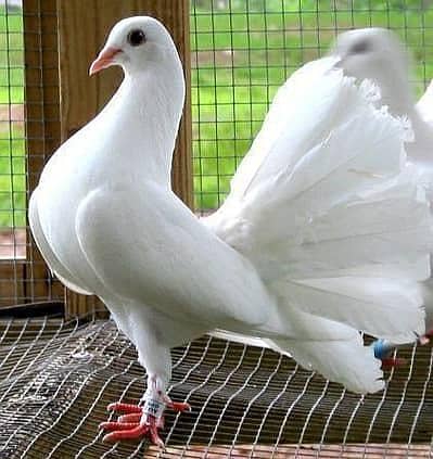 lucky breeder male