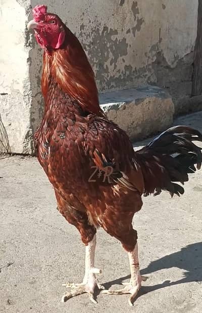 Sindhi Aseel Murgha Breeder