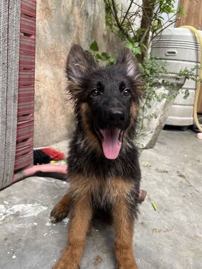 GSD Black Tan German Shapered Female
