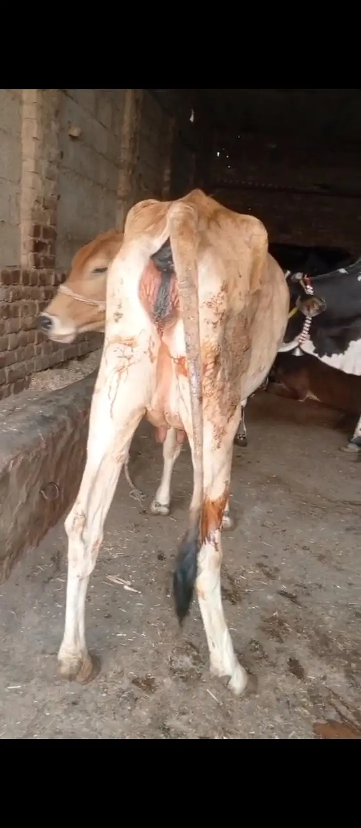 Jersey cross cow — photo 5