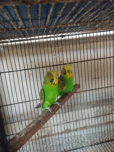 under exibition breeder pair