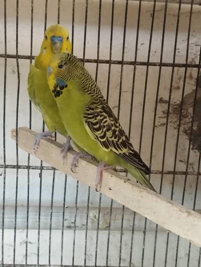 under exibition breeder pair