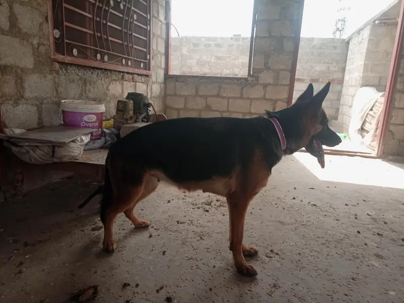 German shepherd female stock coat — photo 3