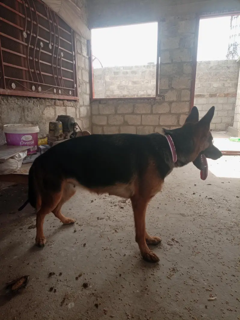 German shepherd female stock coat — photo 4