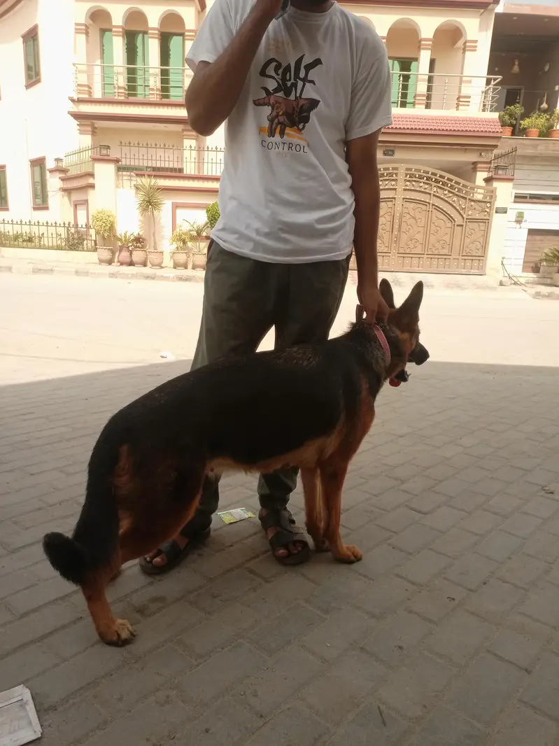 German shepherd female stock coat — photo 5